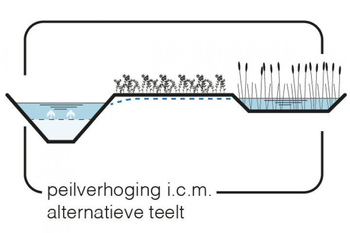 Maatregel 6 Peilverhoging in combinatie met alternatieve teelt